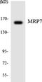 ATP Binding Cassette Subfamily C Member 10 antibody, LS-B11454, Lifespan Biosciences, Western Blot image 