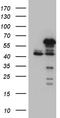 NFKB Inhibitor Epsilon antibody, TA810657, Origene, Western Blot image 