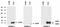 Anterior gradient protein 3 homolog antibody, NBP2-62196, Novus Biologicals, Western Blot image 