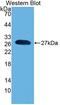 Prepronociceptin antibody, LS-C296060, Lifespan Biosciences, Western Blot image 