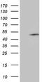 GA Binding Protein Transcription Factor Subunit Beta 1 antibody, CF811260, Origene, Western Blot image 