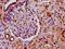 Histone H2B type 1-C/E/F/G/I antibody, orb516356, Biorbyt, Immunohistochemistry paraffin image 