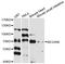 Brain Enriched Guanylate Kinase Associated antibody, LS-C748914, Lifespan Biosciences, Western Blot image 