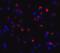 C-Type Lectin Domain Containing 7A antibody, 6833, ProSci Inc, Immunofluorescence image 
