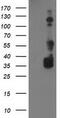 BAI1 Associated Protein 2 antibody, M03306-1, Boster Biological Technology, Western Blot image 