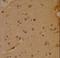 SRY-Box 4 antibody, LS-C97708, Lifespan Biosciences, Immunohistochemistry paraffin image 