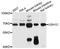 USH1C antibody, LS-C747651, Lifespan Biosciences, Western Blot image 