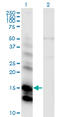 Cystatin E/M  antibody, LS-C196990, Lifespan Biosciences, Western Blot image 