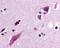 Complement Component 5a Receptor 2 antibody, 48-255, ProSci, Immunohistochemistry frozen image 