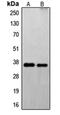 Fas apoptotic inhibitory molecule 2 antibody, orb215066, Biorbyt, Western Blot image 