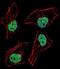 HAP3 antibody, orb32472, Biorbyt, Immunocytochemistry image 