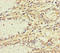 Beta,beta-carotene 15,15 -monooxygenase antibody, LS-C397228, Lifespan Biosciences, Immunohistochemistry paraffin image 