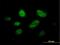 MIS18 Binding Protein 1 antibody, H00055320-B01P, Novus Biologicals, Immunocytochemistry image 