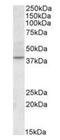 Cyclin-dependent kinase 10 antibody, orb125016, Biorbyt, Western Blot image 