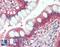 Ras antibody, LS-B2501, Lifespan Biosciences, Immunohistochemistry frozen image 