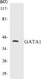 GATA Binding Protein 1 antibody, EKC1236, Boster Biological Technology, Western Blot image 