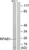 RNA Polymerase II Subunit E antibody, A30655, Boster Biological Technology, Western Blot image 