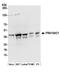 FRA10A Associated CGG Repeat 1 antibody, A304-738A, Bethyl Labs, Western Blot image 