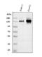 CD22 Molecule antibody, PA1018-1, Boster Biological Technology, Western Blot image 