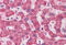 Mimitin, mitochondrial antibody, MBS247011, MyBioSource, Immunohistochemistry frozen image 