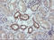 RAB21, Member RAS Oncogene Family antibody, LS-C174494, Lifespan Biosciences, Immunohistochemistry frozen image 