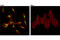 SRY-Box 9 antibody, 94794S, Cell Signaling Technology, Immunofluorescence image 