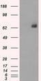Leukotriene A4 Hydrolase antibody, TA500671, Origene, Western Blot image 