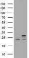 NADH:Ubiquinone Oxidoreductase Subunit B10 antibody, TA505170, Origene, Western Blot image 