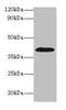 Alcohol dehydrogenase 1B antibody, CSB-PA001354HA01HU, Cusabio, Western Blot image 