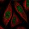Interactor Of Little Elongation Complex ELL Subunit 1 antibody, HPA061934, Atlas Antibodies, Immunofluorescence image 