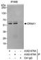 Serine/Threonine Kinase 17a antibody, A302-678A, Bethyl Labs, Immunoprecipitation image 