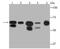 DEAD-Box Helicase 5 antibody, NBP2-67034, Novus Biologicals, Western Blot image 