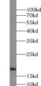 Signal Recognition Particle 14 antibody, FNab08229, FineTest, Western Blot image 
