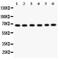 Protein kinase C iota type antibody, PA5-79872, Invitrogen Antibodies, Western Blot image 