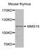 MMS19 nucleotide excision repair protein homolog antibody, STJ24593, St John