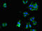 UPF1 RNA Helicase And ATPase antibody, orb47699, Biorbyt, Immunofluorescence image 