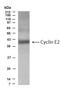CCNE2 antibody, TA336649, Origene, Western Blot image 