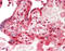 SMAD Specific E3 Ubiquitin Protein Ligase 2 antibody, LS-B12061, Lifespan Biosciences, Immunohistochemistry paraffin image 