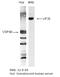 Sideroflexin 1 antibody, TA352904L, Origene, Western Blot image 