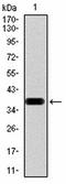 PRP antibody, orb76308, Biorbyt, Western Blot image 