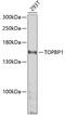 DNA Topoisomerase II Binding Protein 1 antibody, GTX16438, GeneTex, Western Blot image 