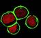Linker for activation of T-cells family member 2 antibody, MA1-19329, Invitrogen Antibodies, Immunofluorescence image 