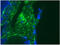 Desmin antibody, AP33200SU-N, Origene, Immunofluorescence image 