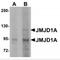 Lysine Demethylase 3A antibody, MBS151357, MyBioSource, Western Blot image 