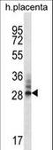 DnaJ Heat Shock Protein Family (Hsp40) Member C27 antibody, LS-C167477, Lifespan Biosciences, Western Blot image 