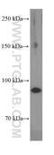 Telomere Maintenance 2 antibody, 66077-1-Ig, Proteintech Group, Western Blot image 