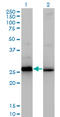 High Mobility Group Box 2 antibody, LS-B4354, Lifespan Biosciences, Western Blot image 