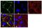 Claudin 1 antibody, PA5-16833, Invitrogen Antibodies, Immunofluorescence image 