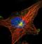 Microtubule Associated Protein 11 antibody, NBP1-83808, Novus Biologicals, Immunocytochemistry image 