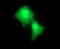 RAB24, Member RAS Oncogene Family antibody, M10656, Boster Biological Technology, Immunofluorescence image 